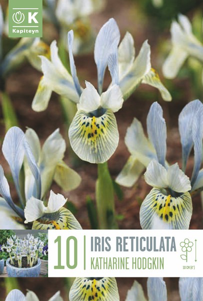 Iiris 'Katharine Hodgkin' 10tk 6/+