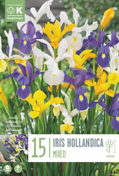 Hollandi iiris valik 15tk 7/8