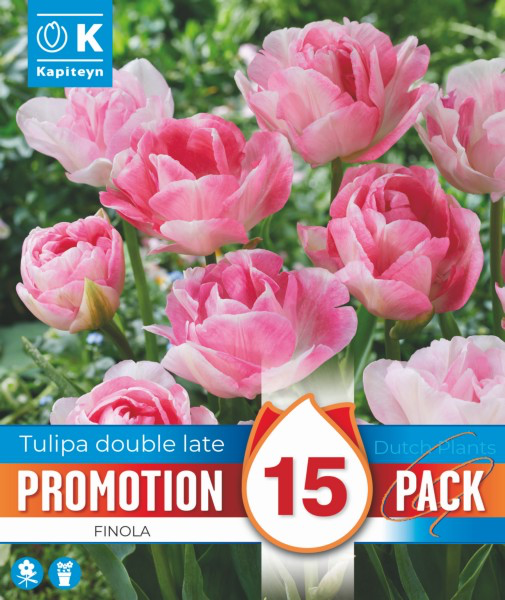 Tulp 'Finola' 15tk 10/11