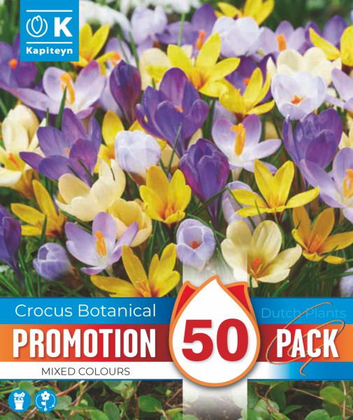 Krookus valik 50tk 5/+
