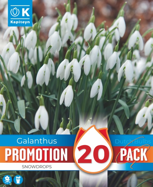 Lumikelluke 'Snowdrops' 20tk 5/6