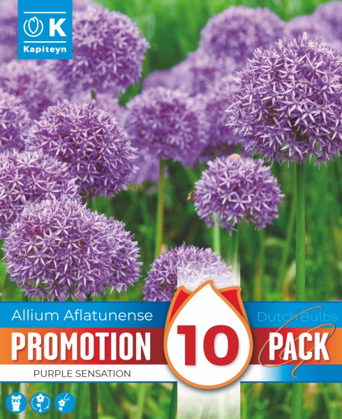 Aflatuni lauk 'Purple Sensation' 10tk 12/+