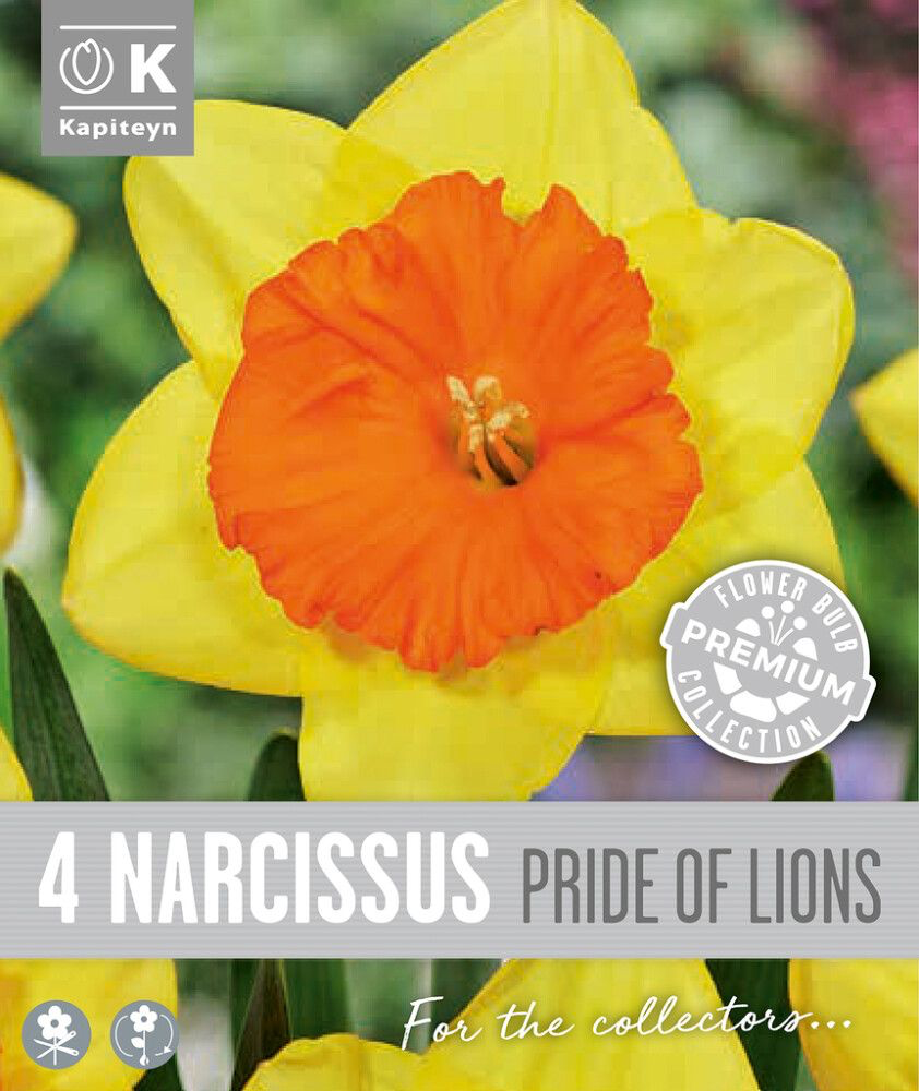 Nartsiss 'Pride of Lions' 4tk 14/16