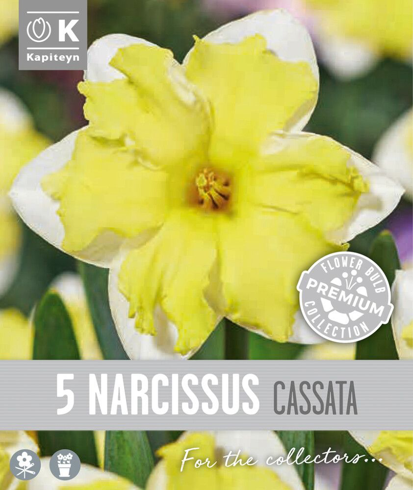 Nartsiss 'Cassata' 5tk 14/16