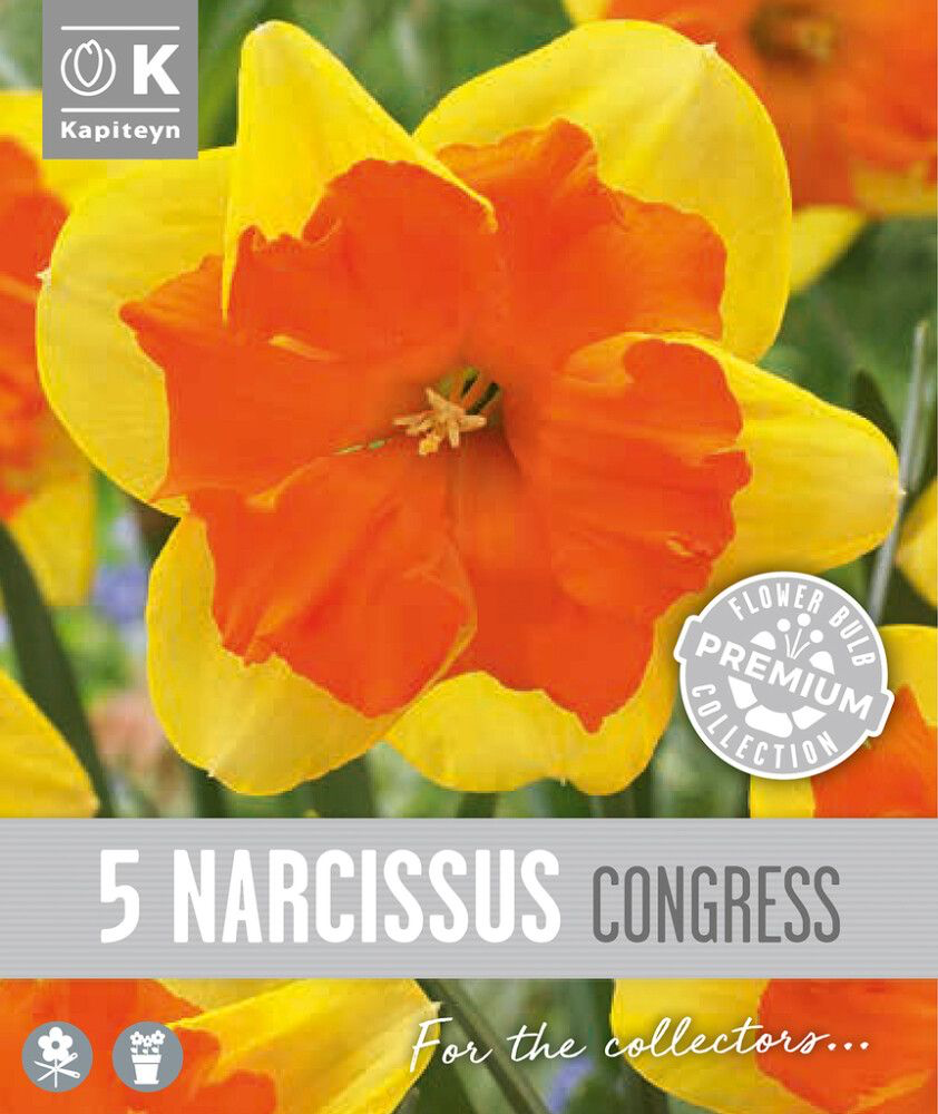 Nartsiss 'Congress' 5tk 14/16