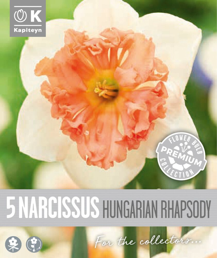Nartsiss 'Hungarian Rhapsody' 5tk 12/14
