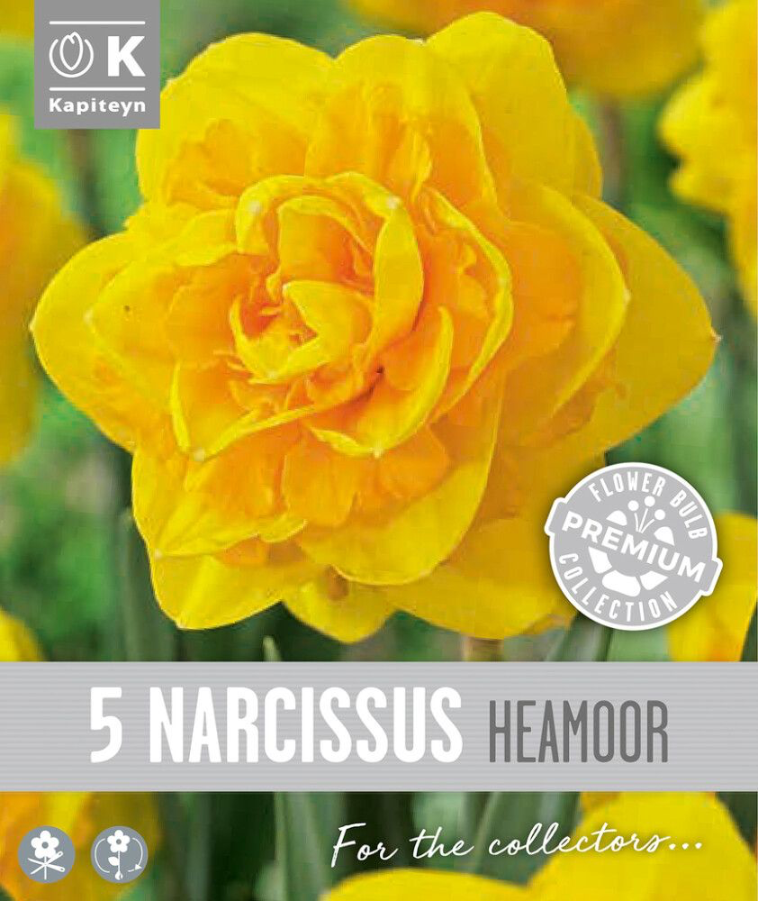Nartsiss 'Heamoor' 5tk 14/16