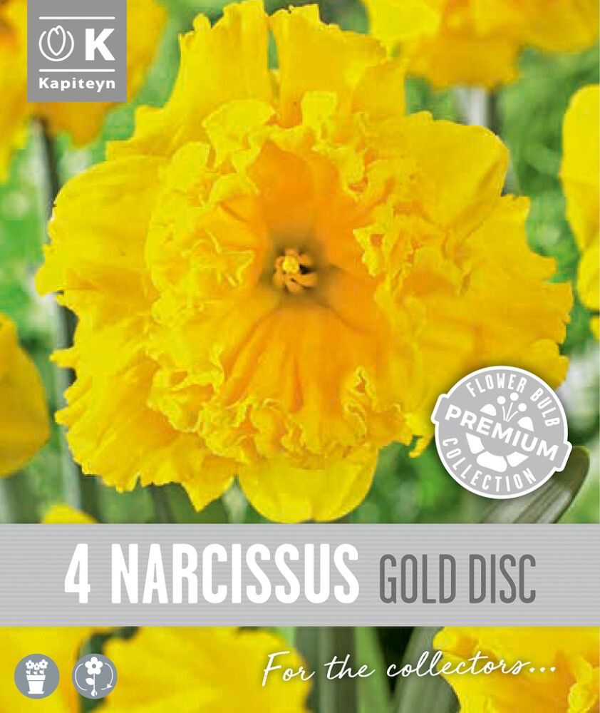 Nartsiss 'Gold Disc' 4tk 14/16