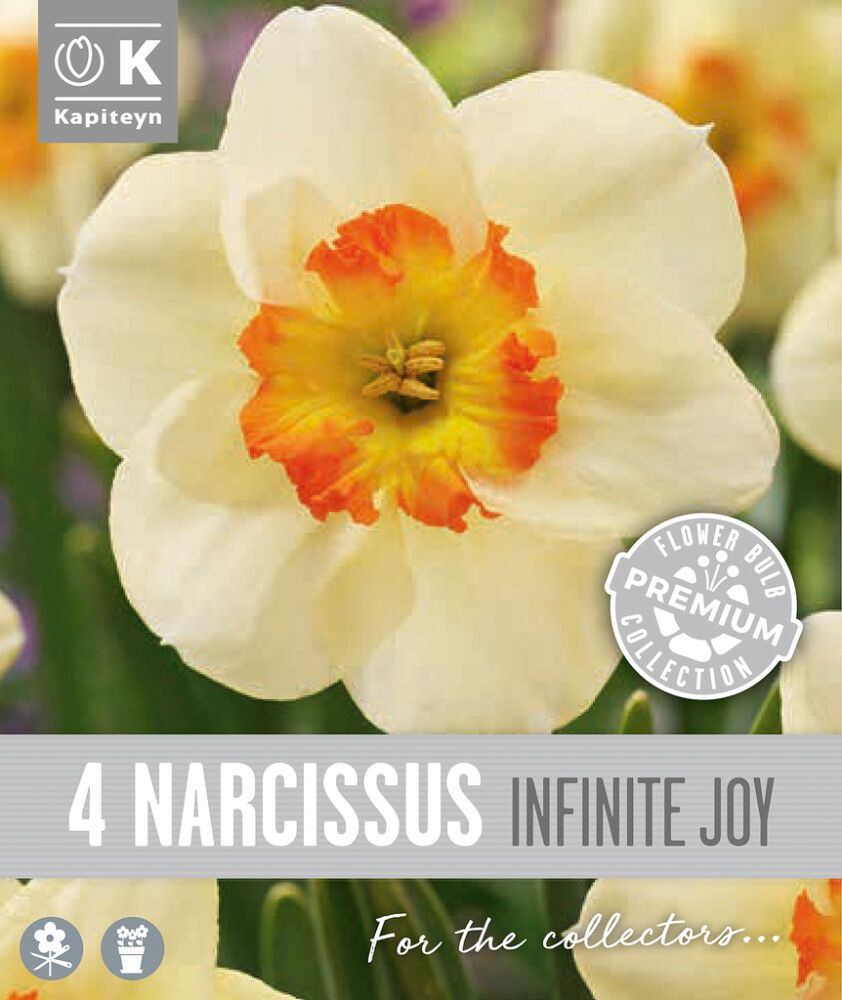 Nartsiss 'Infinite Joy' 4tk 14/16