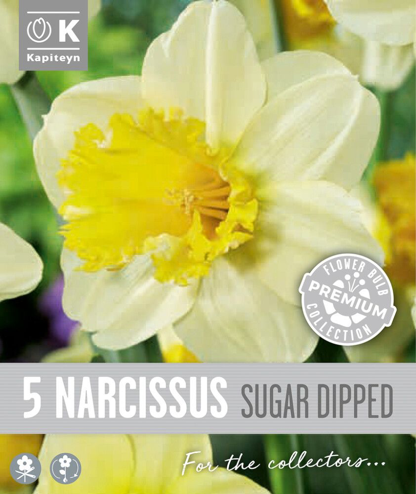 Nartsiss 'Sugar Dipped' 5tk 14/16