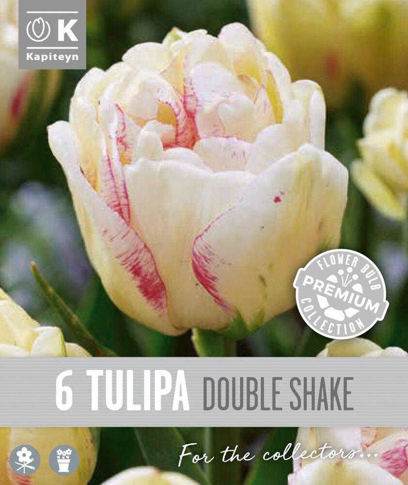 Tulp 'Double Shake' 6tk 12/+