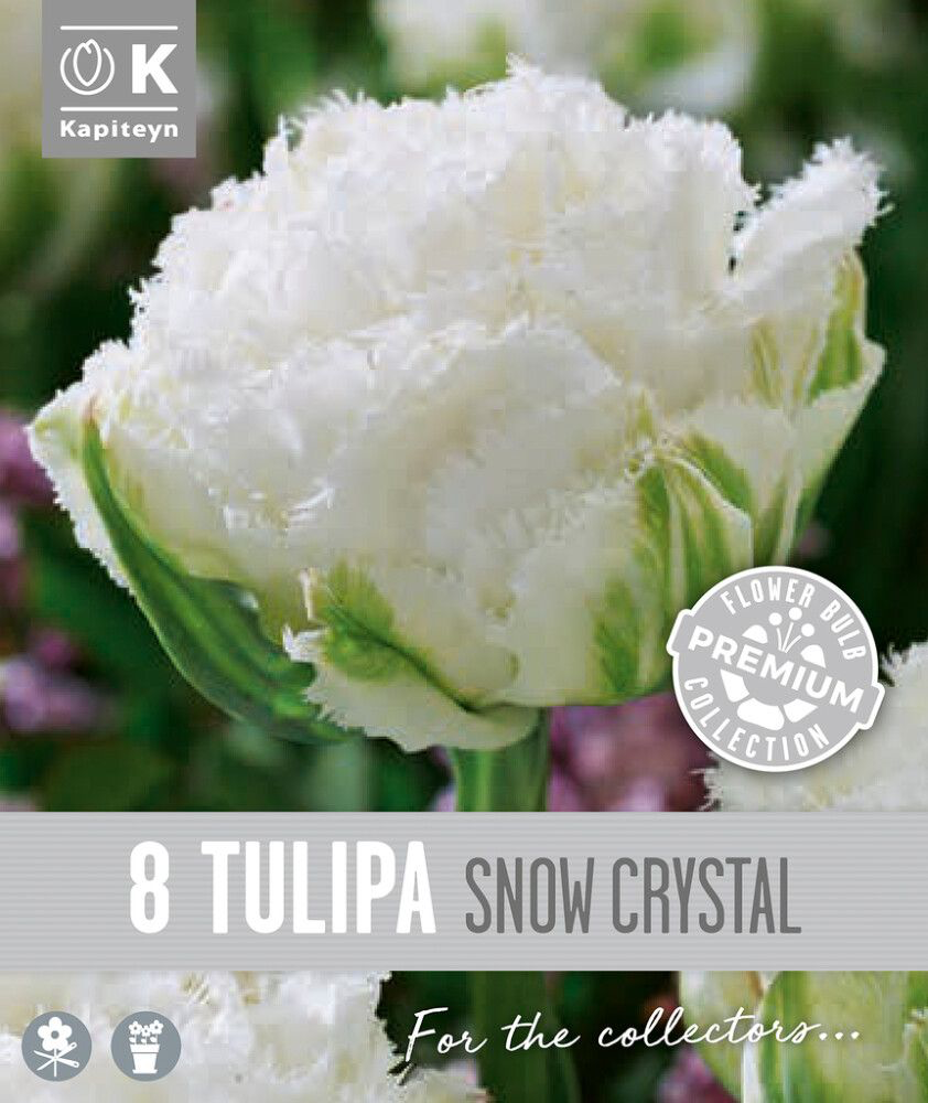 Tulp 'Snow Crystal' 8tk 12/+