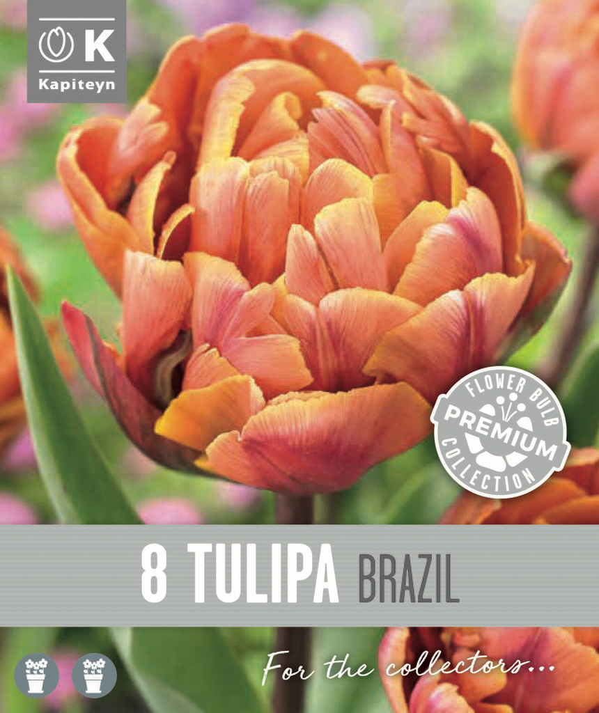 Tulp 'Brazil' 8tk 12/+