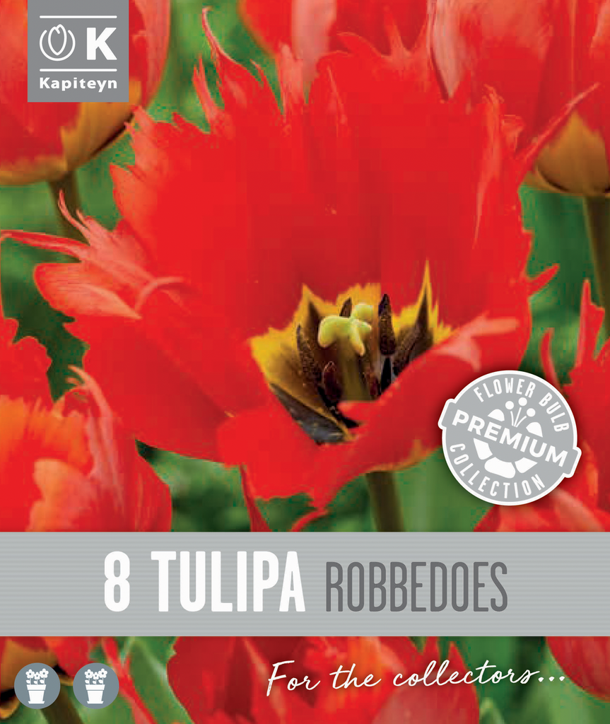 Tulp 'Robbedoes' 8tk 12/+