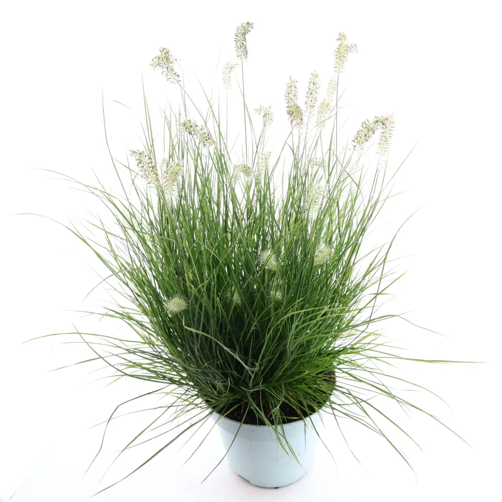 Hiidhirss 'Little Hameln' P17/50cm