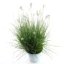 Hiidhirss 'Little Hameln' P17/50cm