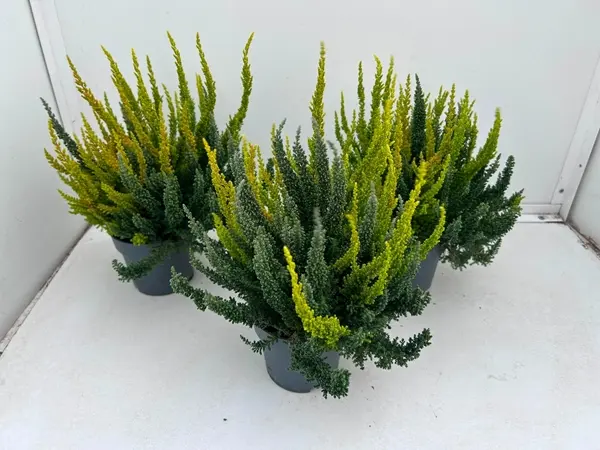 Kanarbik 'Skyline Trio' P10,5/25cm