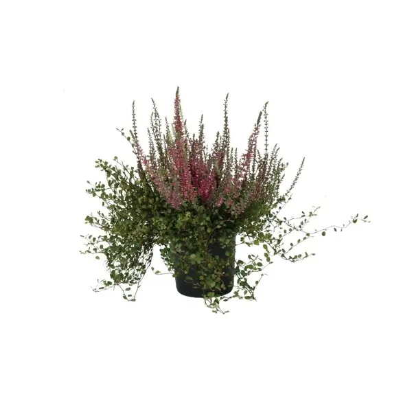 Ronitatar ja kanarbik P12/20cm