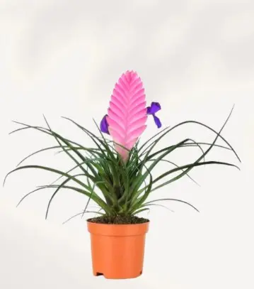 Tillandsia 'Vincent' P12cm