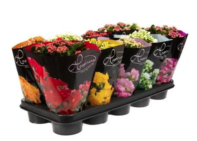 Kalanhoe 'Rose Flowers' P10,5cm