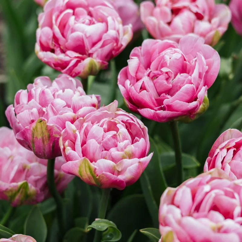 Tulp Amazing Grace 