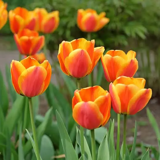 Tulp Apeldoorn's Elite 