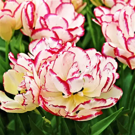Tulp Belicia 