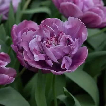 Tulp Blue Diamond ® 