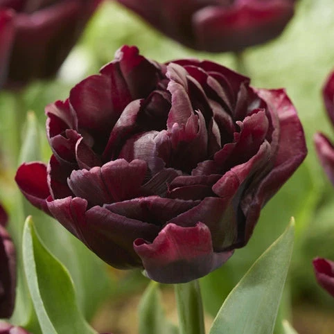 Tulp Canyon ® 