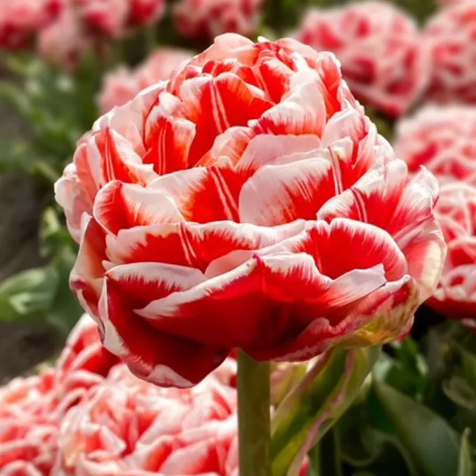 Tulp Championship ® 