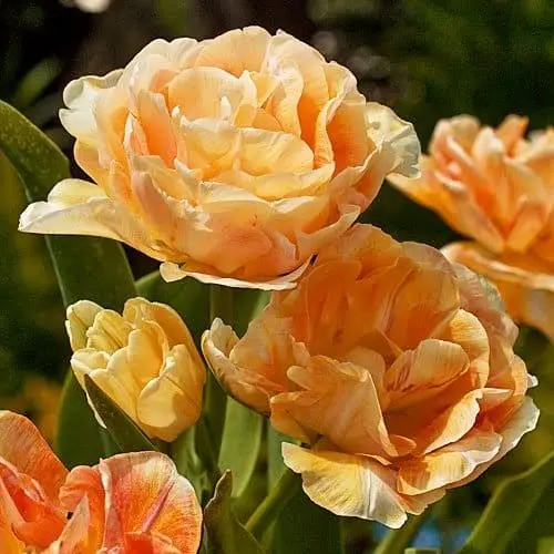 Tulp Charming Beauty ® 
