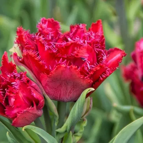 Tulp Cranberry Thistle 