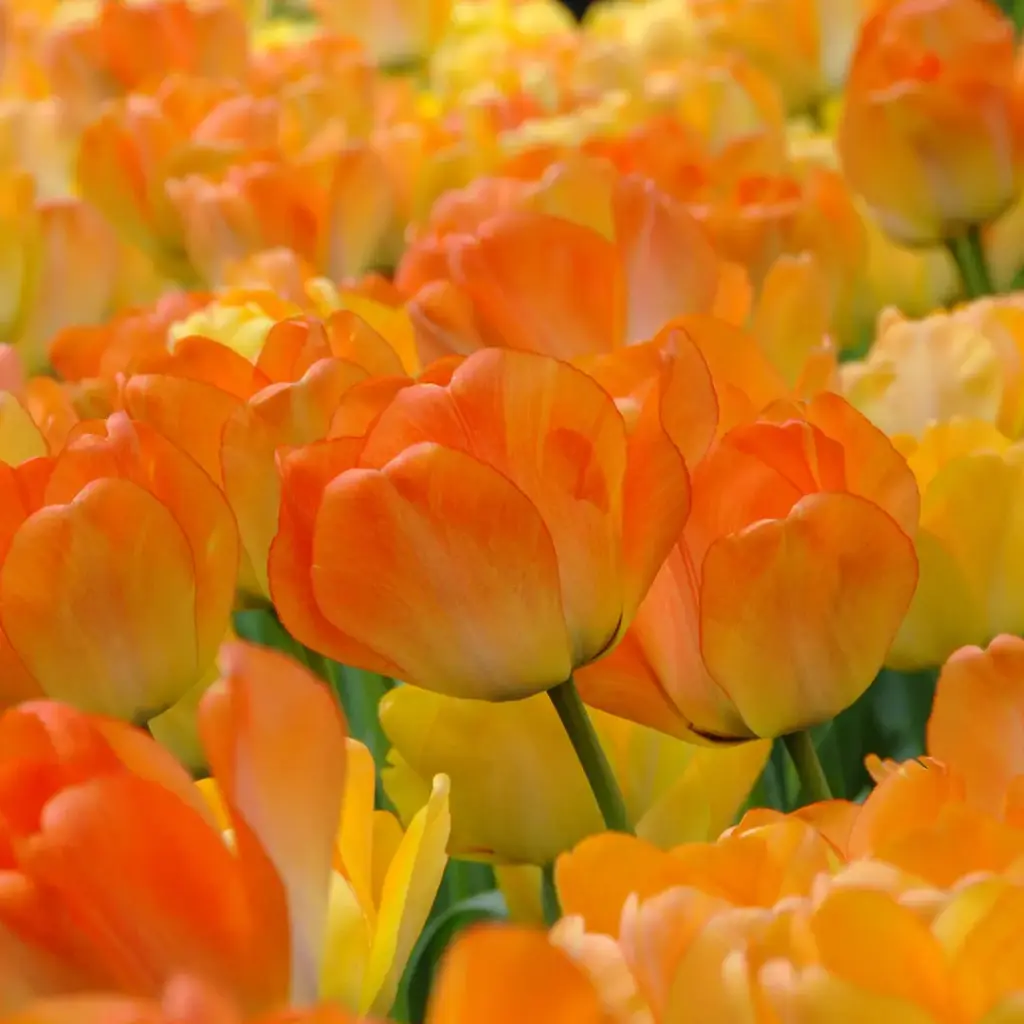 Tulp Daydream 