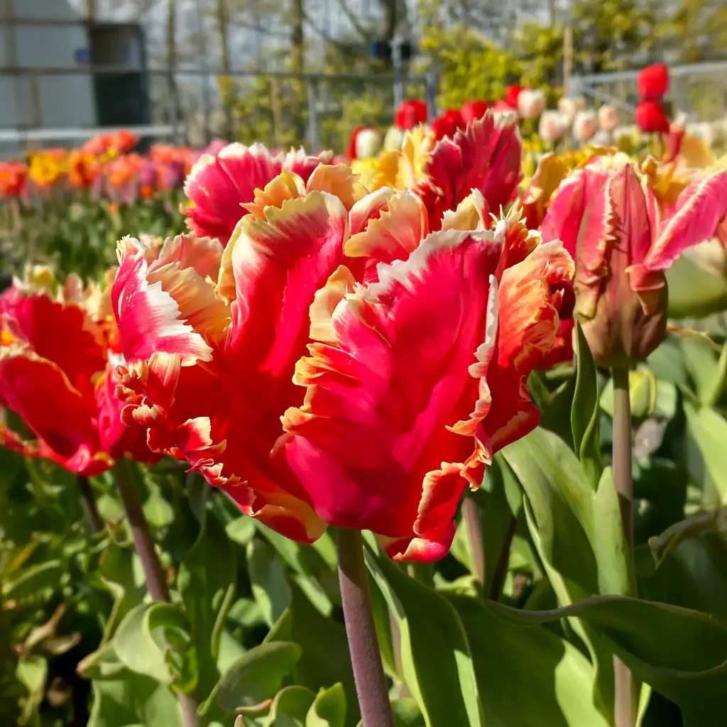 Tulp Dee Jay Parrot ® 