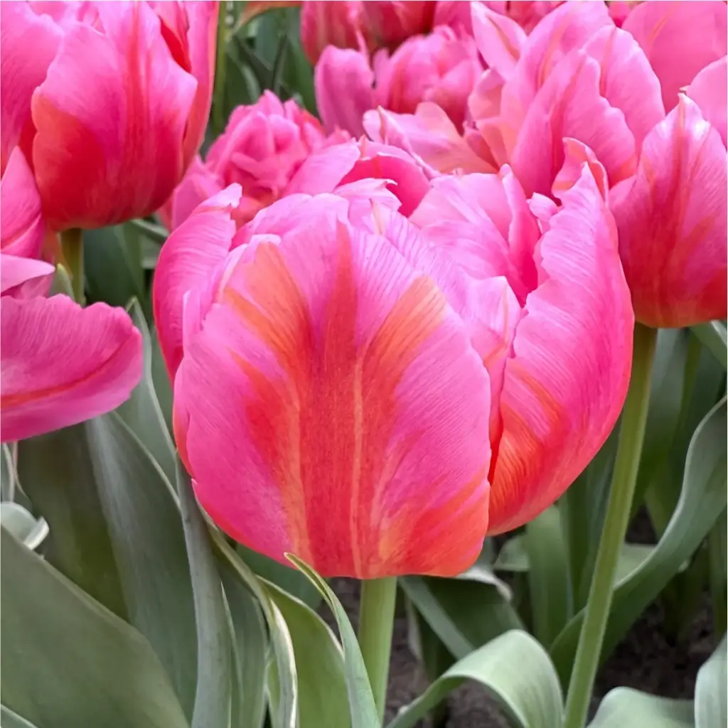 Tulp Dotcom ® 