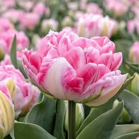 Tulp Foxtrot 