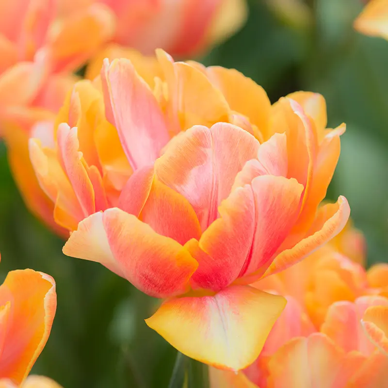 Tulp Foxy Foxtrot ® 