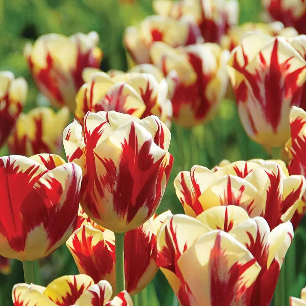 Tulp Grand Perfection 
