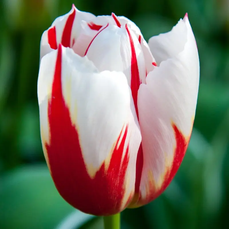 Tulp Happy Generation ® 