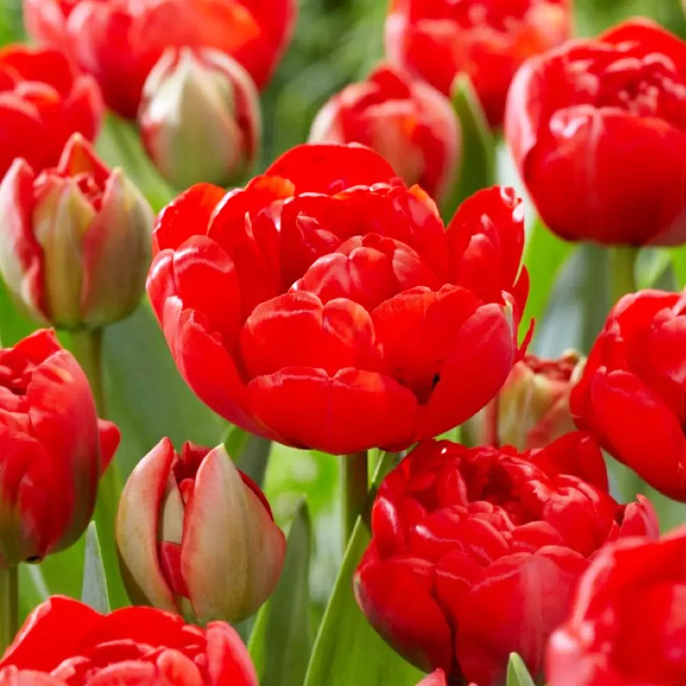Tulp Limerick 