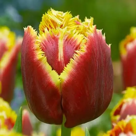 Tulp Mercure 