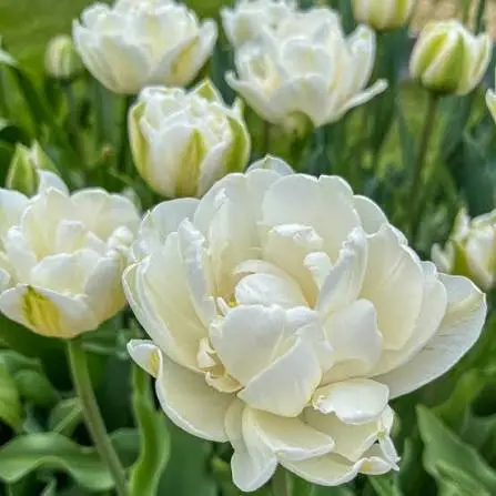 Tulp Mount Tacoma 
