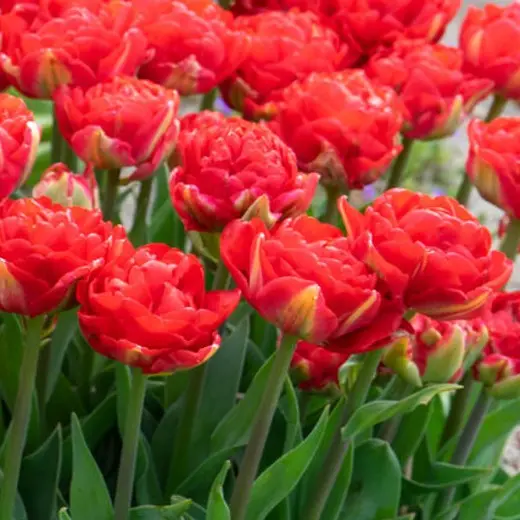 Tulp Pamplona 