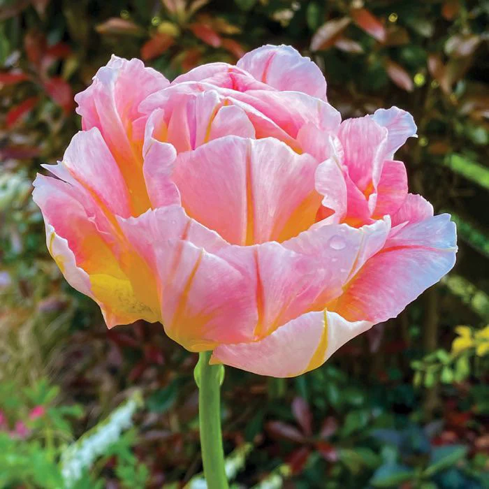 Tulp Password 