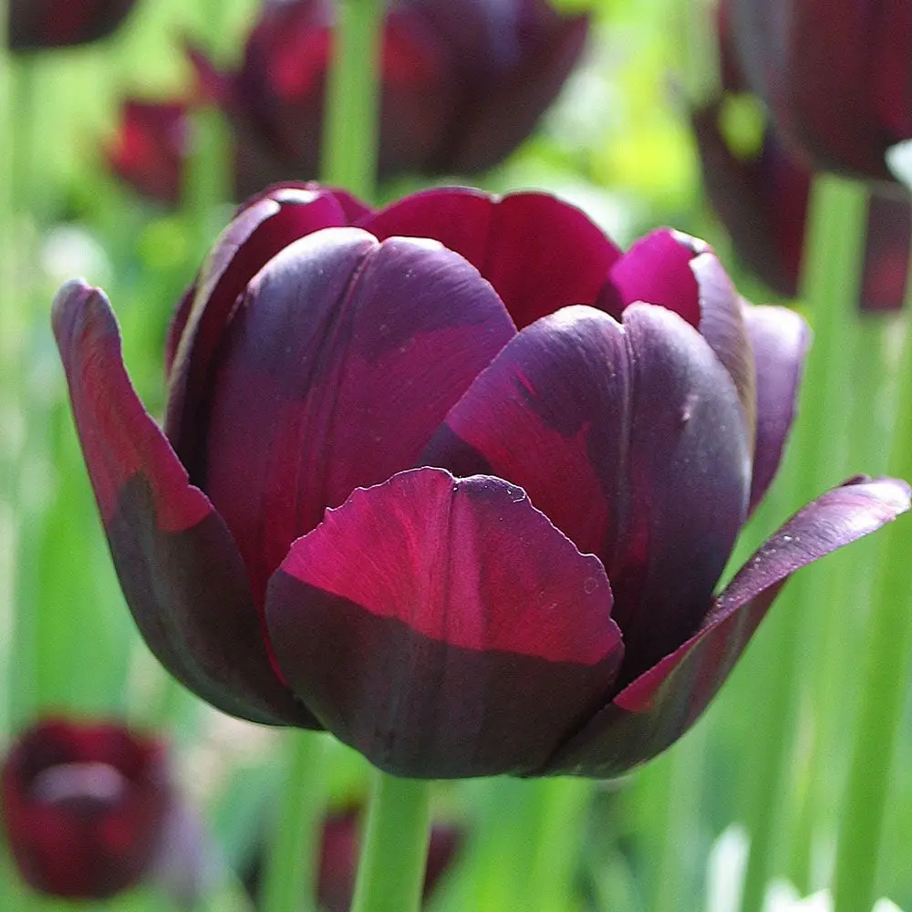 Tulp Queen of Night ® 