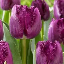 Tulp San Clemente ® 