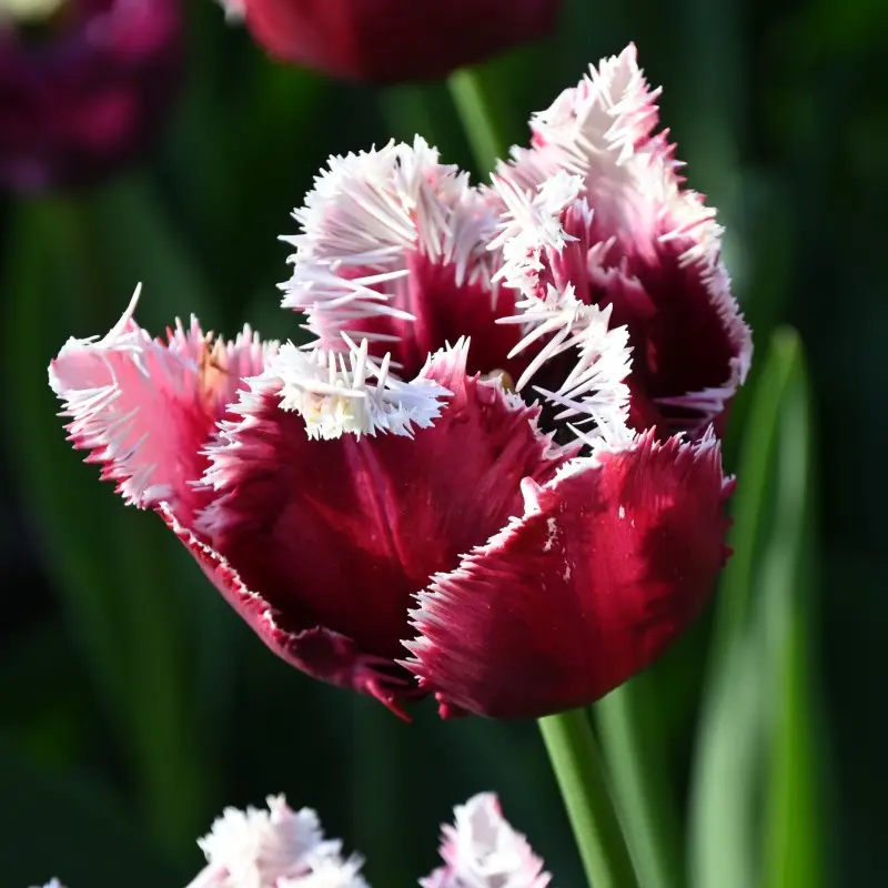 Tulp San Pablo ® 