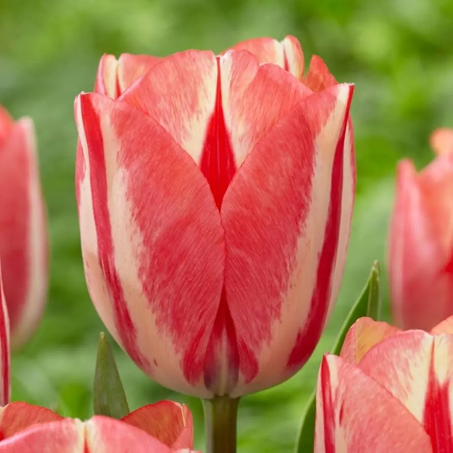 Tulp Spryng Break 