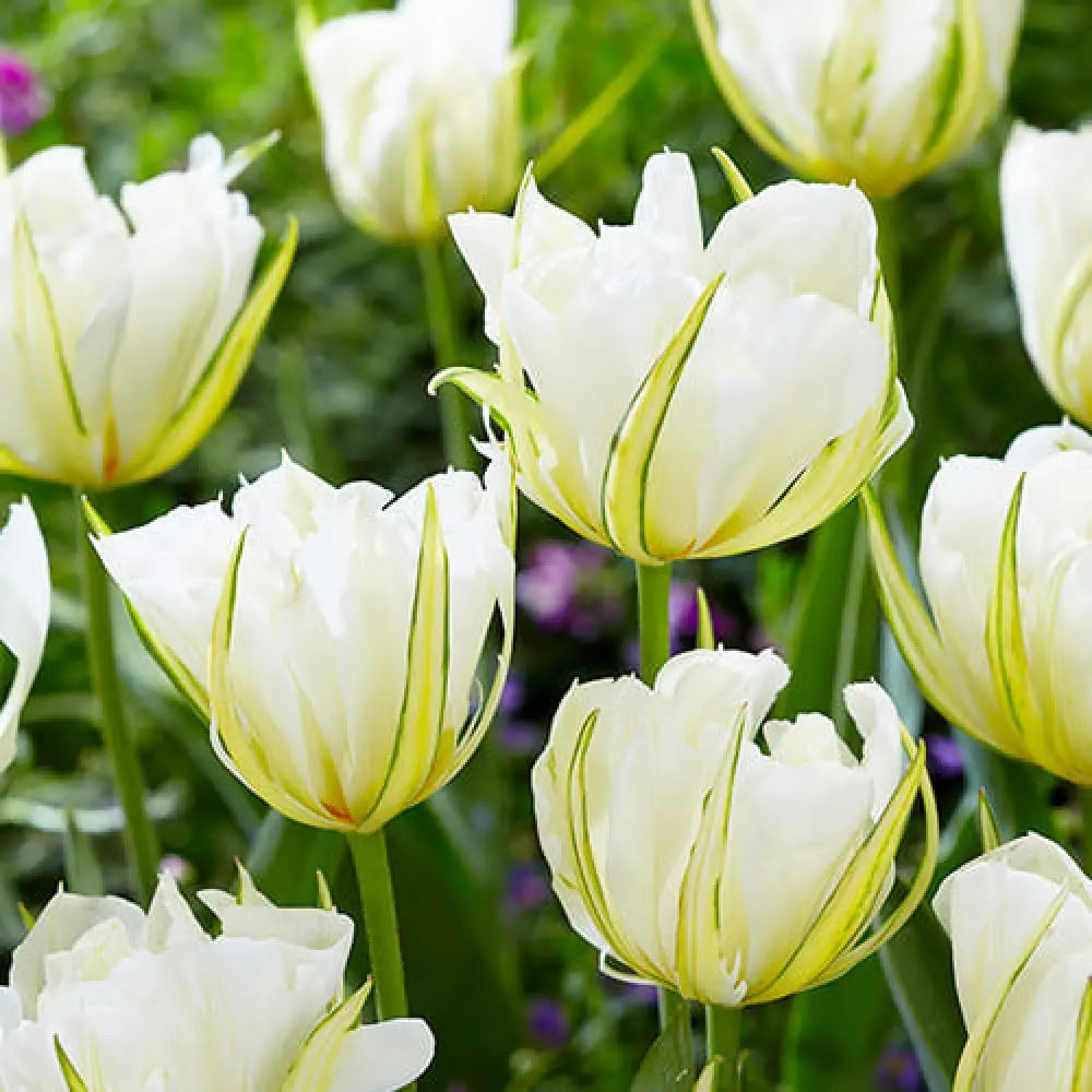 Tulp White Valley 