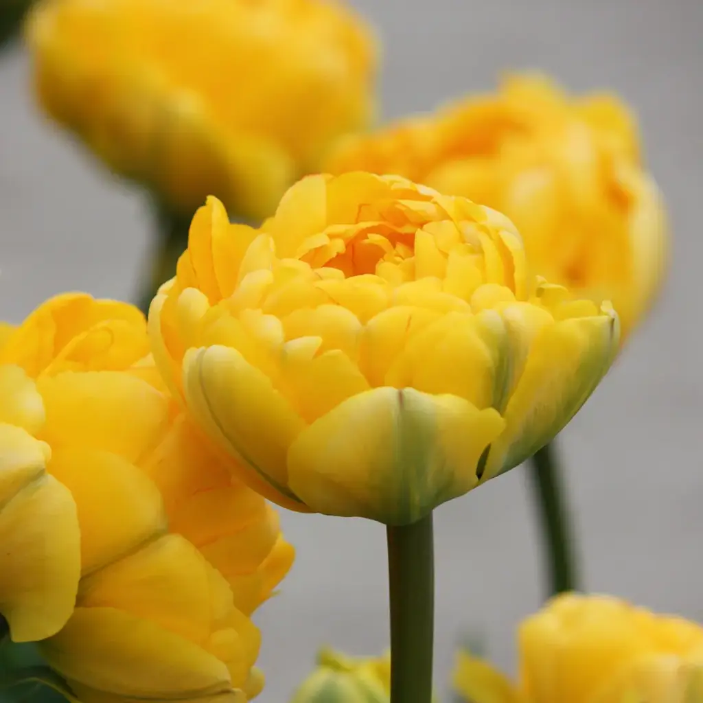 Tulp Yellow Pomponette 